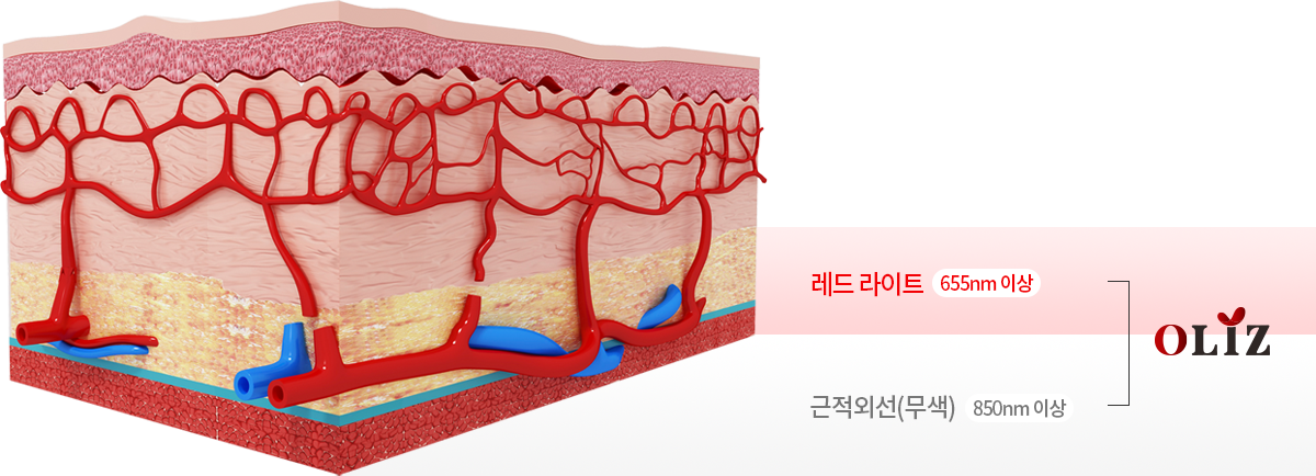 올리즈는 레드 라이트(655nm 이상), 근적외선(850nm 이상)까지 빛 에너지가 도달합니다.